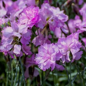 Klinček perovitý - Dianthus ´PRETTY BECKY´, kont. C2L